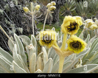 Schöne Frailejones Pflanzen, Espeletia, in paramo Hochland von Cocuy Nationalpark, Kolumbien Stockfoto