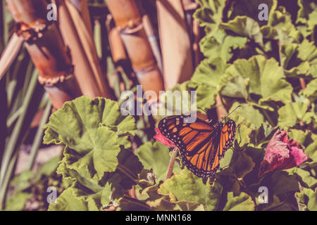 Selektiver Fokus der Monarch butterfly sitzen auf Geranium Anlage. Stockfoto