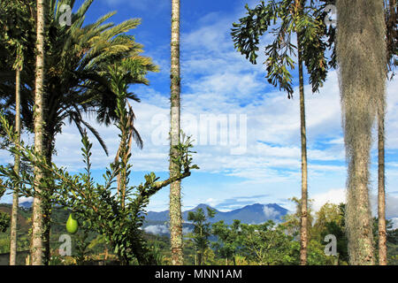 Schöne Bäume mit hängenden Flechten, Blumen und Früchte, El Jardin, Antioquia, Clombia Stockfoto