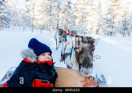 Süße junge Rentier Safari im Winter Wald in Lappland Finnland Stockfoto