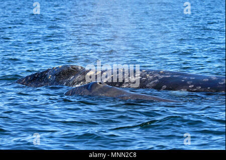 Mutter der Grauwale mit Kalb, Eschrichtius Robustus, in der San Ignacio Lagoon, Baja California, Mexiko Stockfoto