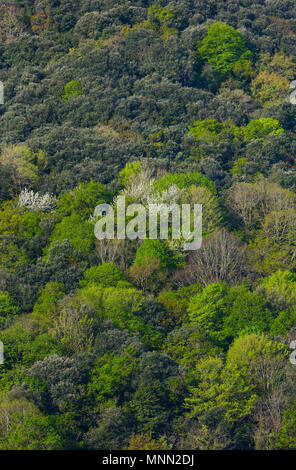 Die STEINEICHE, Eiche, Encinar y Bosque Mixto, Frühling, Liendo, Liendo Tal, Montaña orientalische Costera, Kantabrien, Spanien, Europa Stockfoto