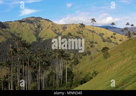 Landschaft der Wachs Palmen in Cocora-Tal in der Nähe von Salento, Kolumbien Stockfoto