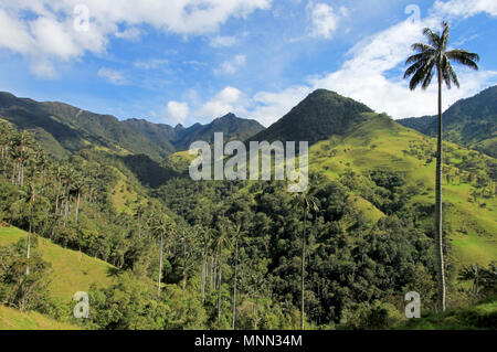 Landschaft der Wachs Palmen in Cocora-Tal in der Nähe von Salento, Kolumbien Stockfoto