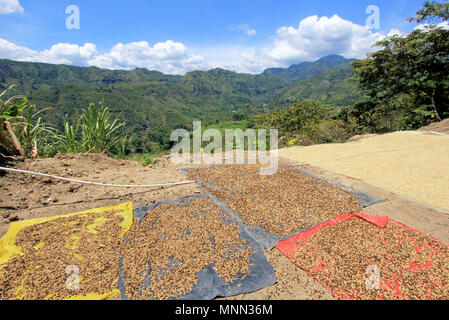 Kaffeebohnen trocknen in der Sonne. Kaffeeplantagen in den Bergen von San Andres, Kolumbien Stockfoto