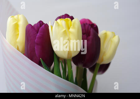 Zarter Bouquet von gelben und Burgund Tulpen auf einem weißen Hintergrund. Stockfoto
