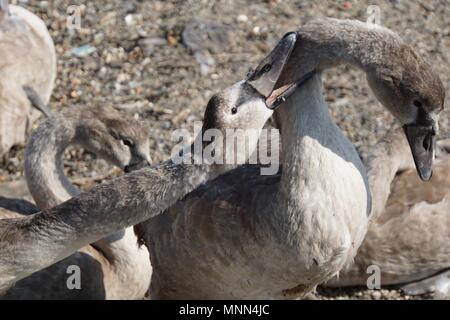 Shaker (baby Schwan) beißen Geschwister auf dem Hals an einem Strand in Saltash, Cornwall Stockfoto