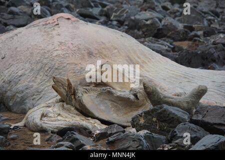 Einen 20 Meter langen finnwal Karkasse gewaschen oben am Ufer bei Wanson Strand in Bude, Devon im Jahr 2015 Stockfoto