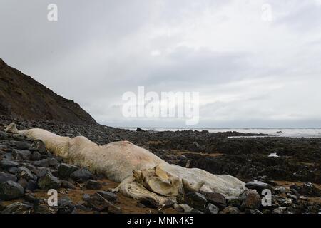 Einen 20 Meter langen finnwal Karkasse gewaschen oben am Ufer bei Wanson Strand in Bude, Devon im Jahr 2015 Stockfoto