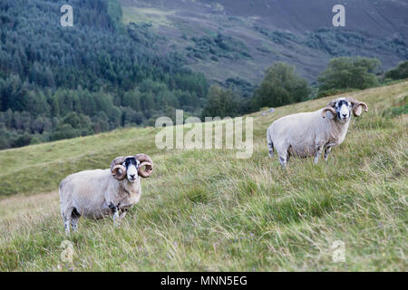 Grobe fiel Schafe Stockfoto