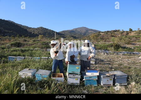 Bienenhaltung. Bienenstöcke in einem Bienenhaus mit Bienen fliegen auf die Landung Boards. Stockfoto