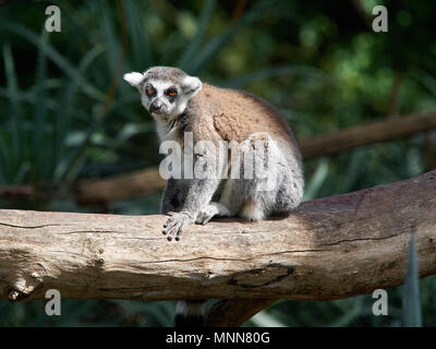 Eine Katze oder Ring tailed lemur mit roten Augen sitzt auf einem riesigen anmelden, Madagaskar. Stockfoto
