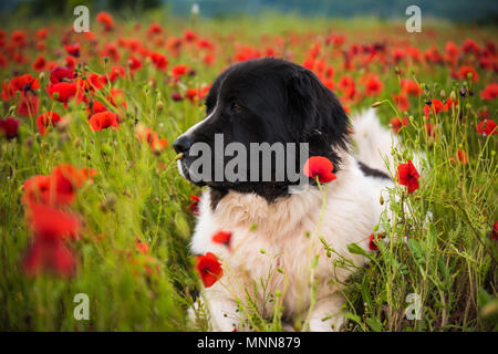 Landseer Hund reine Rasse in Poppy fied Stockfoto