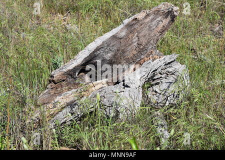 Im Alter von Log Stockfoto