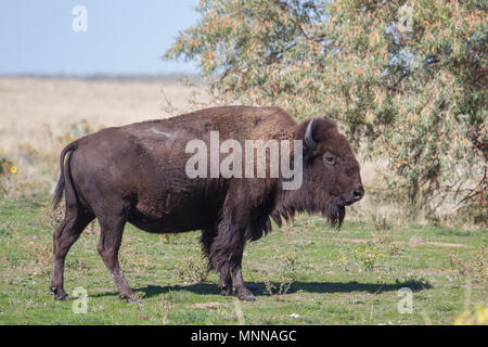 Ein amerikanischer Bison Bulle. Stockfoto