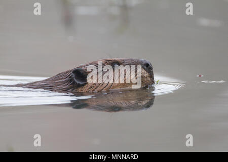 Porträt einer schwimmen Biber mit Reflexion. Stockfoto