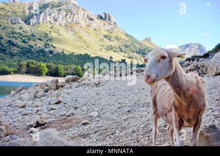 Neugierige Schaf schauend in die Kamera am Gorg Blau, auf Felsen im Freien in einem Bergtal Stockfoto