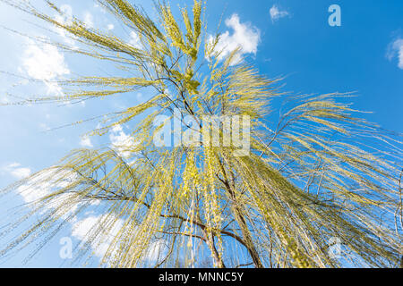 Auf der Suche nach Green Weeping Willow Tree gegen den blauen Himmel mit hängenden Zweigen der Blätter Landschaft Hintergrund isoliert Stockfoto