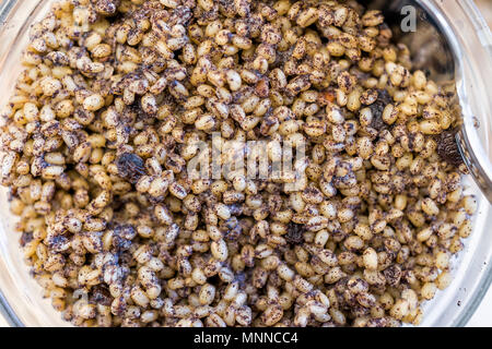 Kutya oder kutia Müsli Schale, Makro Nahaufnahme, Russland und der Ukraine Heiligabend traditionelle Mahlzeit, aus Weizen Beeren, Mohn, Rosinen und Honig, Stockfoto