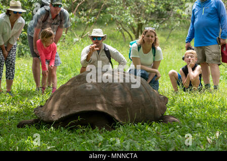 Naturforscher, eine Reisegruppe über die Riesenschildkröten im El Chato Schildkröte finden auf Santa Cruz Island, Galapagos, Ecuador. Stockfoto