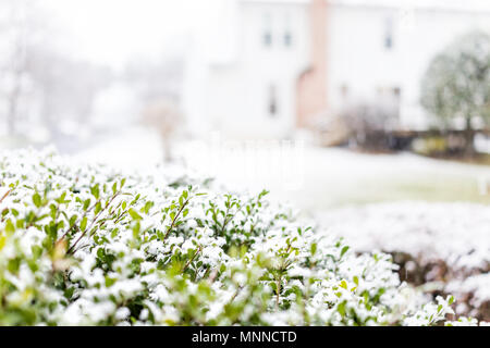 Schneeflocken auf Grün dekorative House home Strauch Makro Nahaufnahme mit bokeh Hintergrund der Einfamilienhaus während Blizzard white Storm Stockfoto