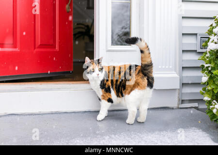 Eine Angst verwirrt Calico Katze stehend außerhalb im Winter durch Treppen auf Vorgarten Veranda von Tür Eingang bei Blizzard weiße Sturm zu Haus, snowfla Stockfoto