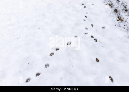 Nahaufnahme von Fox Titel im Hinterhof des Hauses auf schneebedeckten Boden nach Blizzard white Storm in Virginia Vorort Stockfoto