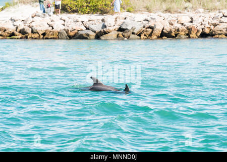 Zwei wilde Paar Delphine schwimmen in Hellblau Wasser in Venice, Florida im Süden Jetty Park Hafen und Marina Stockfoto
