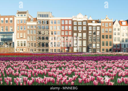 Niederlande Tulpen und Fassaden der alten Häuser in Amsterdam, Niederlande. Holländische Häuser mit frischen Tulpen Blumen. Stockfoto