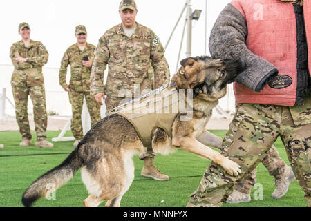 Us Air Force military Working Dog Afola, an die 379 Expeditionary Sicherheitskräfte Geschwader zugewiesen, führt Aggression Taktik während einer Demonstration für die Mitglieder der 379 Expeditionary Aeromedical Evacuation Squadron bei Al Udeid Air Base, Katar, 12. März 2018 geregelt. Die Hunde zu trainieren, wie man Sprengstoff und Betäubungsmitteln sowie Erkennen der kontrollierten Aggression Taktik durchführen, wenn die Inhaftierung von Verdächtigen. Stockfoto