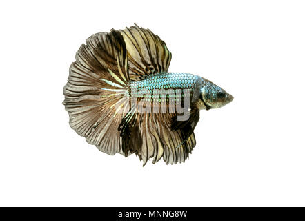 Betta fish bewegenden Moment der Siamese fighting fish isoliert Stockfoto