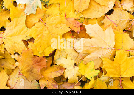 Gelb Herbst Ahorn Blätter im Hintergrund Stockfoto