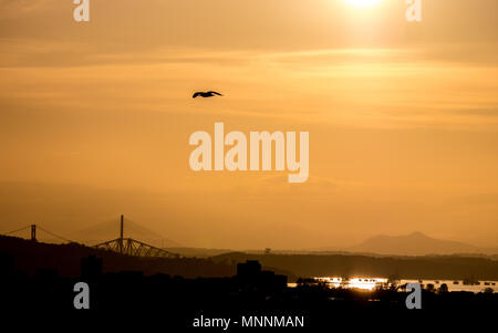 Vogel fliegen im Sonnenuntergang in Edinburgh, Forth Bridge Stockfoto