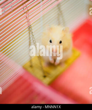 Süße Orange und Weiß Syrische oder Golden Hamster (Mesocricetus auratus) steht auf zwei Hinterbeinen auf der Schaukel, betteln Eigentümer für Lebensmittel mit unschuldigen Augen. Stockfoto