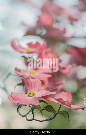 Rosa Hartriegel Baum in voller Blüte Stockfoto