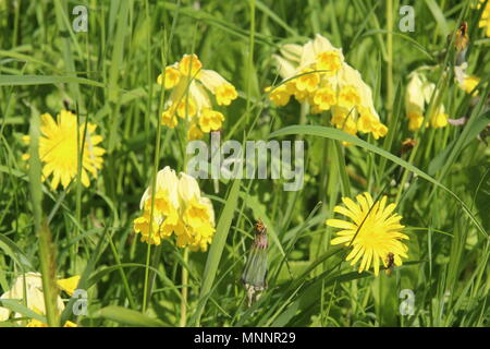 Cowslips in einer frühlingswiese (UK) Stockfoto