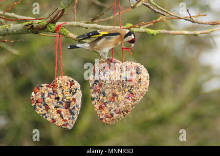 Schritt für Schritt 7/7: Winter berry Futterhäuschen mit Ausstecher. Gold Finch (Carduelis carduelis) Feeds auf hausgemachte Herzen Bird Feeder, Winter, Großbritannien Stockfoto