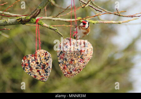Schritt für Schritt 7/7: Winter berry Futterhäuschen mit Ausstecher. Gold Finch (Carduelis carduelis) Feeds auf hausgemachte Herzen Bird Feeder, Winter, Großbritannien Stockfoto