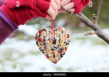 Schritt für Schritt 6/7: Winter berry Futterhäuschen mit ausstechformen. Hausgemachte Herz und sternförmigen Futterhäuschen hängen von Ast - Winter UK Stockfoto