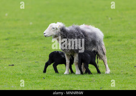 Herdwick Erwachsenen und zwei Lämmer weiden in der langdale Valley Cumbria Stockfoto