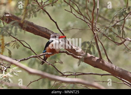 Graue Kingfisher (Halcyon leucocephala acteon) Erwachsene auf der Insel Santiago, Kap Verde April gehockt Stockfoto