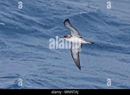 Kap Verde Shearwater (Calonectris borealis) Erwachsene im Flug über das Meer, die Unterseite Kap Verde, Atlantik kann Stockfoto