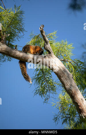 Entspannende Big Cypress Fuchs Eichhörnchen Sciurus niger avicennia ruht auf einem Ast im Sommer in Naples, Florida Stockfoto