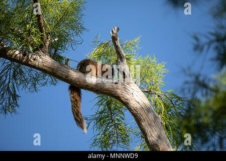 Entspannende Big Cypress Fuchs Eichhörnchen Sciurus niger avicennia ruht auf einem Ast im Sommer in Naples, Florida Stockfoto