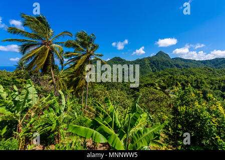 Tropischer Regenwald auf der karibischen Insel St. Lucia. Es ist ein Paradies mit einem weißen Sandstrand und Meer turquoiuse. Stockfoto