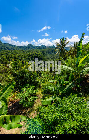 Tropischer Regenwald auf der karibischen Insel St. Lucia. Es ist ein Paradies mit einem weißen Sandstrand und Meer turquoiuse. Stockfoto