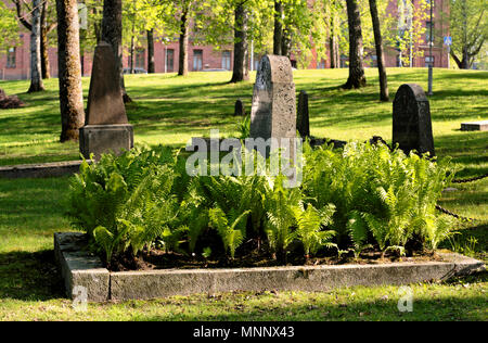 Frische grüne Farne wachsen in einem alten Friedhof Stockfoto