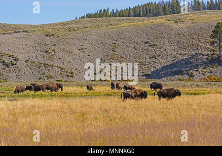 Bison auf den Wiesen im Hayden Valley, Yellowstone National Park Stockfoto