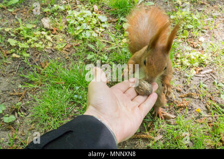 Freundliche rötliche Eichhörnchen, die Mutter von der menschlichen Hand Stockfoto