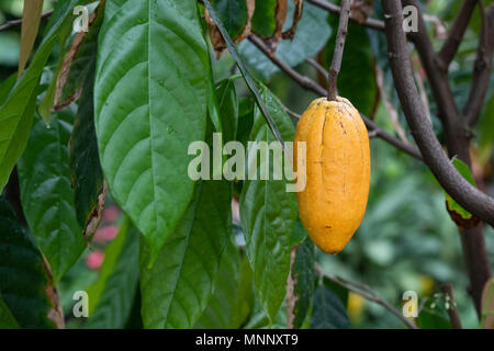 Theobroma cacao. Kakaobaum/Kakaobaum Obst pod im Gewächshaus an der RHS Wisley Gardens, Surrey, Großbritannien Stockfoto
